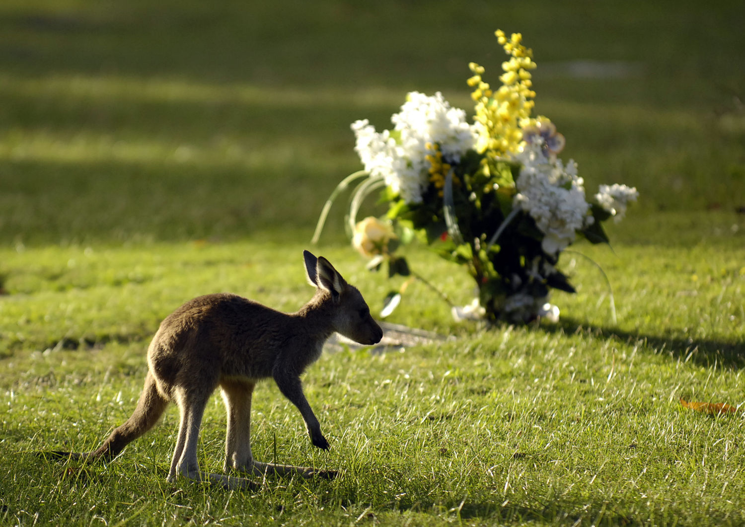 joey near burial plaque with floral tribute at Pinnaroo Valley Memorial Park
