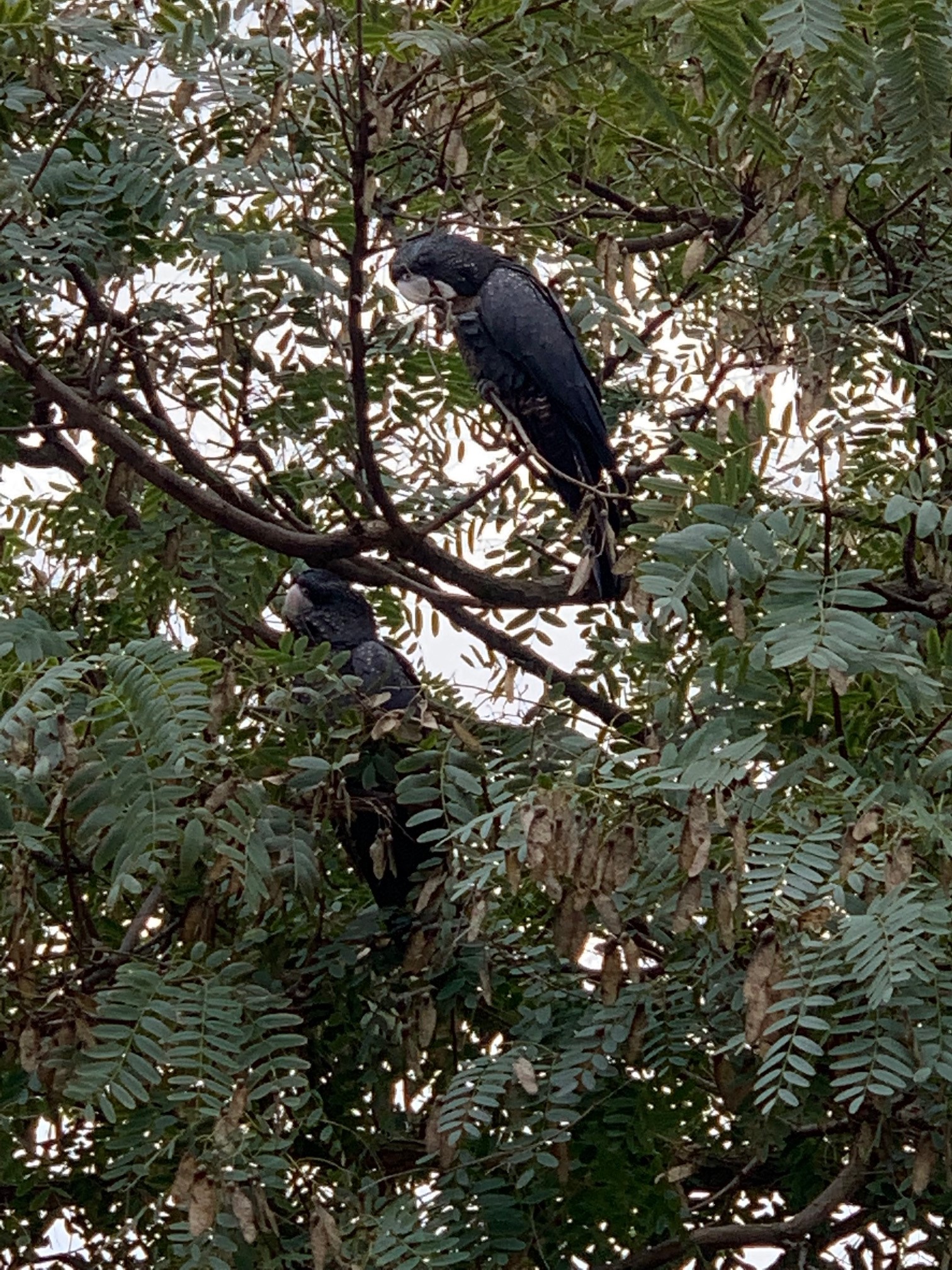 black cockatoos can be found in the trees at Karrakatta Cemetery for most of the year.